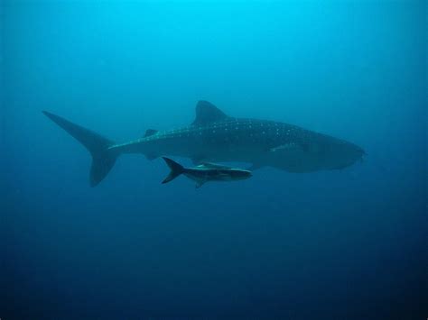 Beaches, Island Parties & Whale Sharks: Utila, Honduras | Backpacker Boy