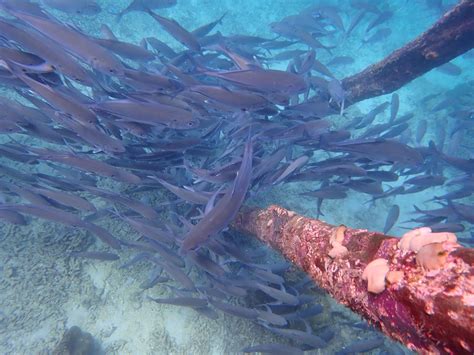 More Raja Ampat : r/snorkeling