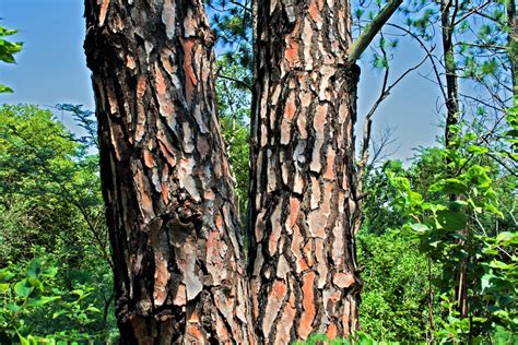 Pine Tree Bark Free Stock Photo - Public Domain Pictures