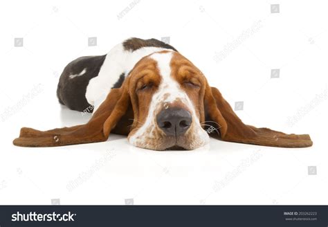 Basset Hound Sleeping Isolated On White Stock Photo 203262223 ...