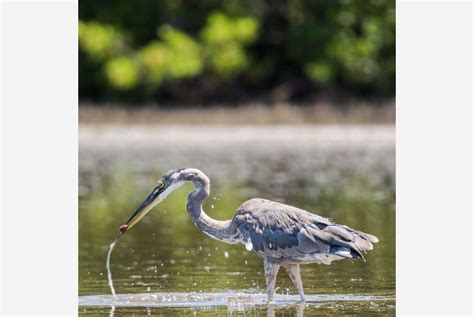 Tigertail Beach Park | Collier County Parks & Recreation