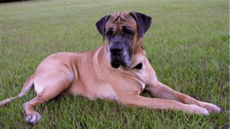 Are English Mastiff Good With Kids