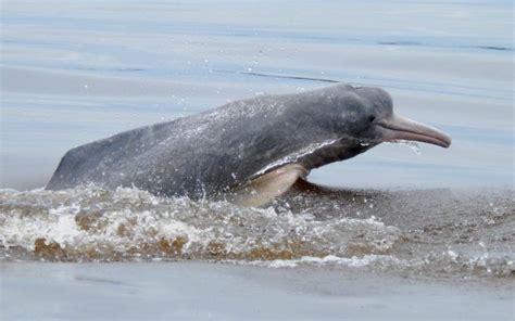 newly discovered Araguaian Boto of Brazil is a rare and special dolphin. Only 1000- 1500 and ...