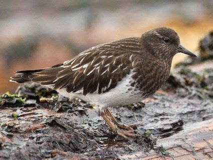 Black Turnstone | Birds