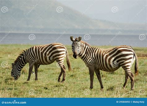 Two zebras stock photo. Image of zebras, wildlife, feeding - 29584492