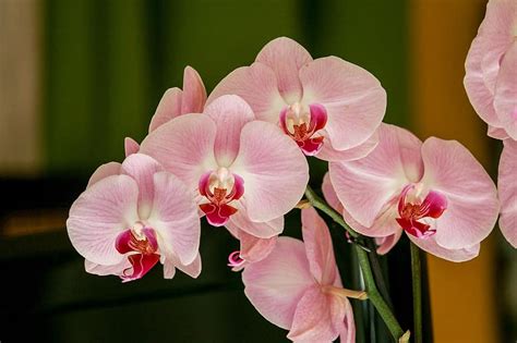 orchid, flower, pink, plant, phanelopsis, nature, exotic, flowers ...