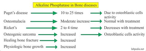 Alkaline phosphatase level (ALP) – Labpedia.net