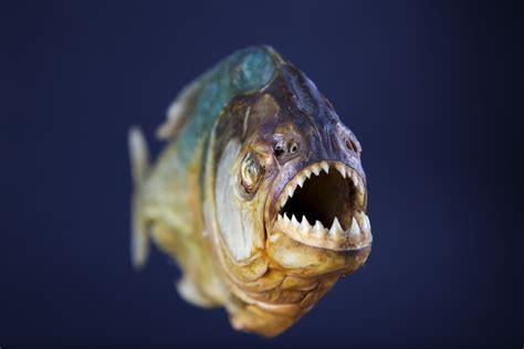 Every Mother's Guide to Piranha Fishing in the Amazon | HuffPost