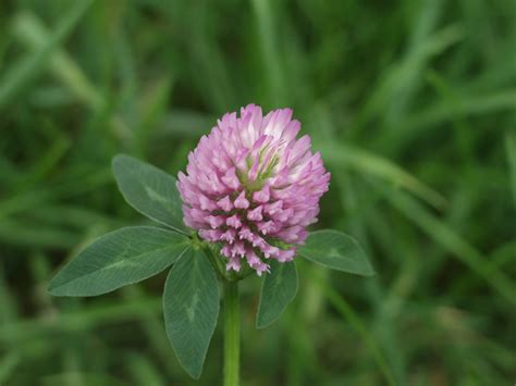 Clover Flower Free Stock Photo - Public Domain Pictures