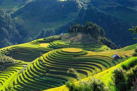 The Most Spectacular Golden Rice Terrace Fields in Northern Vietnam