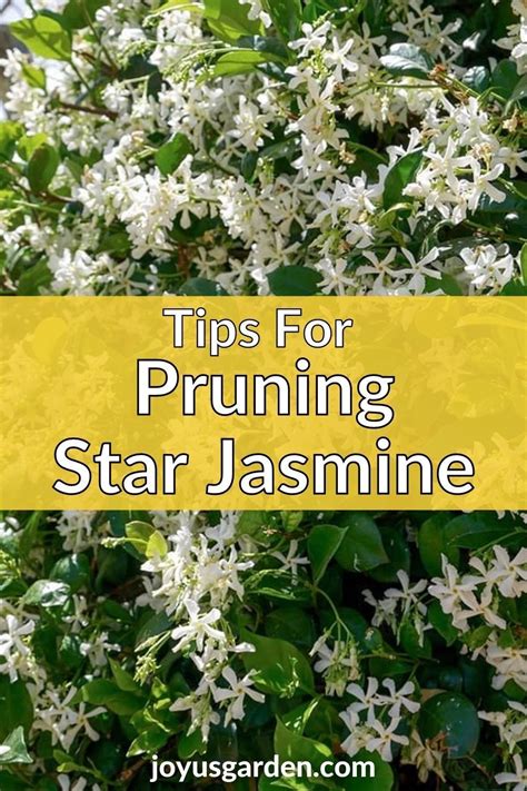 Pruning Star Jasmine: When and How To Do It | Star jasmine, Jasmine plant, Star jasmine trellis