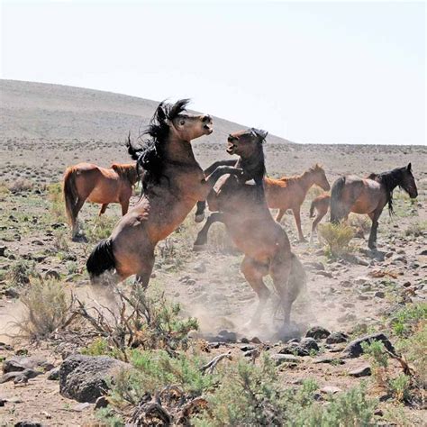 fighting stallions | Horse mustang, Wild horses, Horse pictures