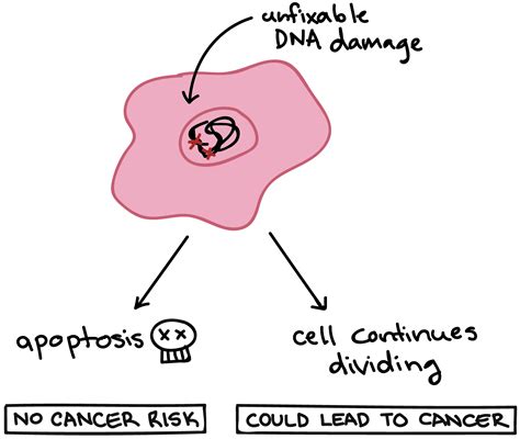 Apoptosis Does Not Involve Which of the Following