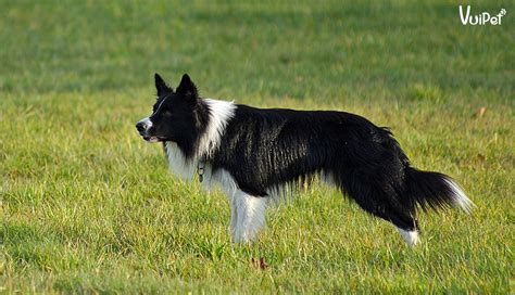 Hình ảnh chó Border Collie và đặc điểm của chó Collie biên giới