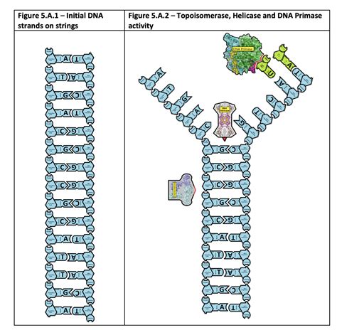 19 Engaging DNA Replication Activities - Teaching Expertise