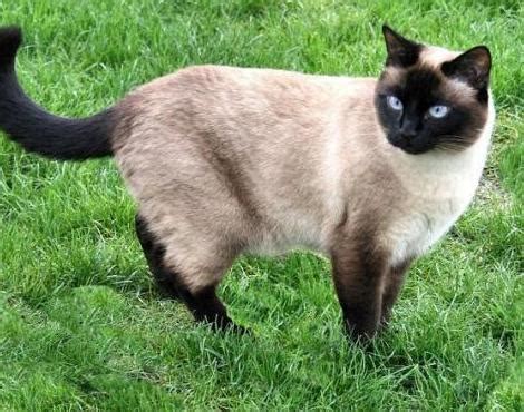 Animals Unique: Siamese Cat