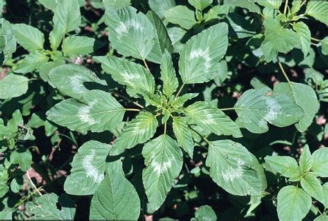 Amaranthus palmeri (Palmer's amaranth): Go Botany