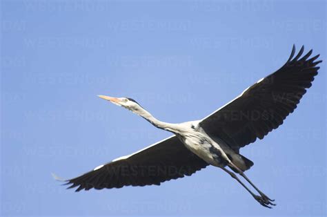 Grey heron, flying stock photo