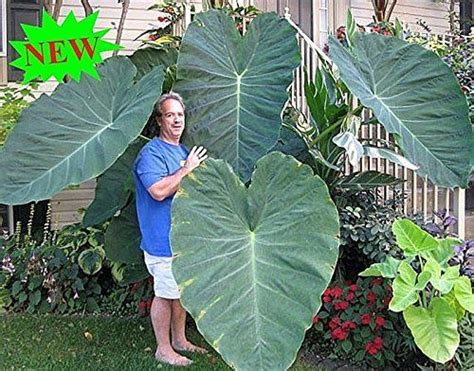 How To Grow and Care For The Colocasia Elephant Ear Plant | Elephant ear plant, Planting flowers ...