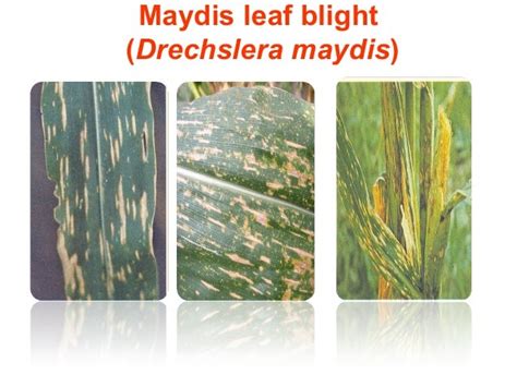 Integrated disease management Maize diseases