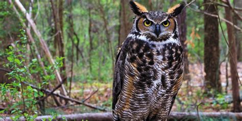 Ominous Owls-Great Horned Owl - Columbia Valley Pioneer