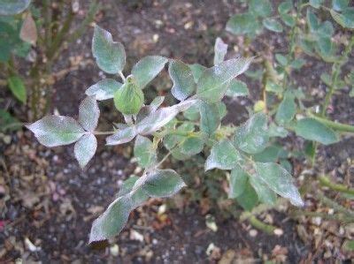 Roses With Powdery Mildew: Getting Rid Of Powdery Mildew On Roses ...