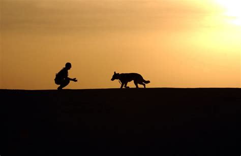 The Importance of Training a Black German Shepherd from a Puppy - Dog ...