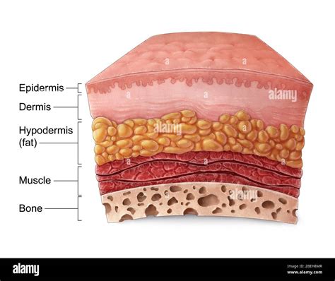 Skin Anatomy, Illustration Stock Photo - Alamy