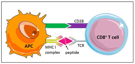 Cells | Free Full-Text | CD8+ T Cells in Atherosclerosis