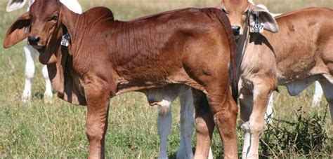 All American Brahman Cattle For Sale had a Rough Childhood (Genetically Speaking)