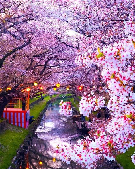 Cherry blossoms at Shingashigawa river 🌸 Saitama, Japan. | Photos by ...