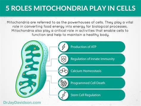 What Is the Function of Mitochondria in Cells Apex - Jefferson-has-Johnston