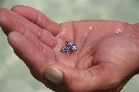 Protect Yourself from Bluebottle Jellyfish Stings During Your Bronte Beach Visit - Bronte News