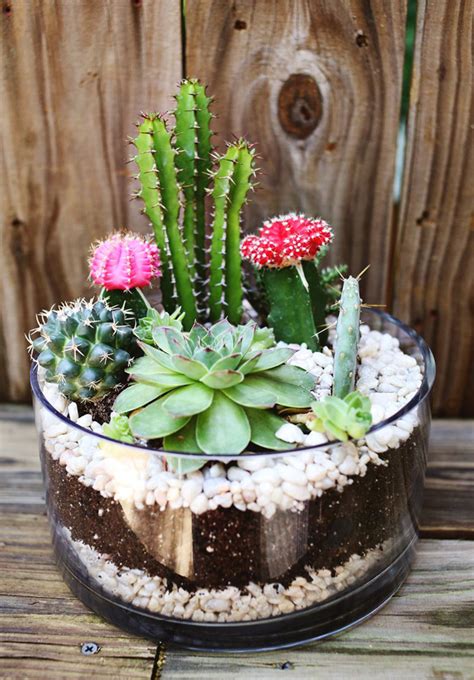 DIY Projects: Simple Cactus Garden Ideas | HomeMydesign