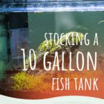 Stocking A 10 Gallon Fish Tank: The Basic How-to Guide