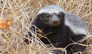 Ratel (Honey Badger) - Facts, Diet & Habitat Information