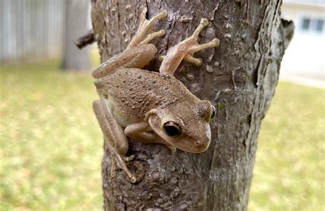 Cuban Tree Frog Caresheet Care Guide - Reptile Cymru