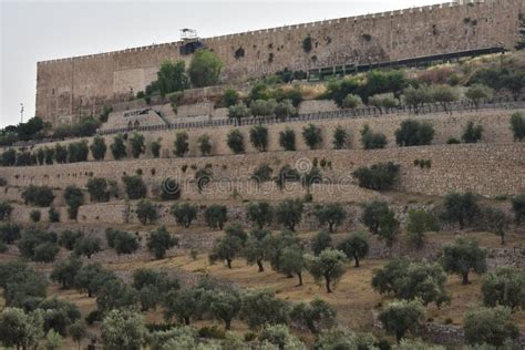 Landscape of Hills of Bethlehem on a Sunny Day with Olive Trees Stock Photo - Image of land ...