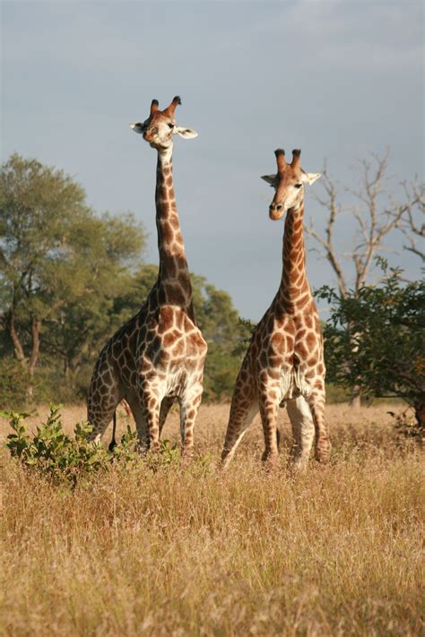 Pin by Gavel International on duvar kağıtları | Giraffe, African safari ...