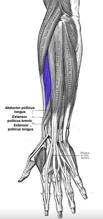 Anatomical Snuff Box | Overview & Location | Study.com