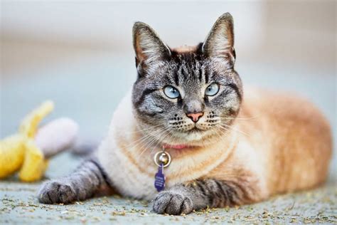 Lynx Point Siamese Cat: Meet The Gorgie Lynx Cat