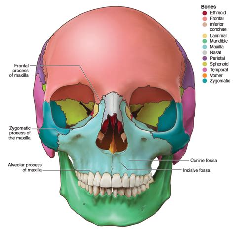 Maxillary Bones Alveolar Process