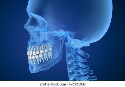 27,171 Teeth Side View Images, Stock Photos, 3D objects, & Vectors | Shutterstock