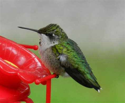 Hummingbird taken in Ohio | Hummingbird, Parrot, Picture