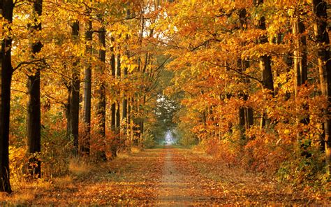 Lovely Autumn Path