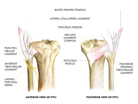 Sports Injury Bulletin - Diagnose & Treat - Proximal tib-fib joint: an uncommon site for lateral ...