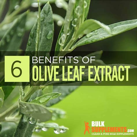 Olive Leaf Extract: Benefits, Side Effects & Dosage