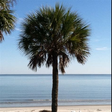 68 best Palmetto Tree images on Pinterest | Palmetto tree, South ...