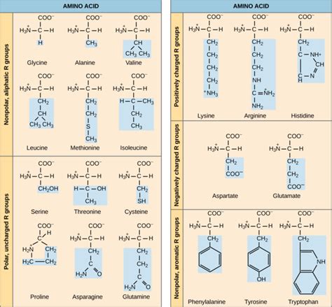 Essential Amino Acid Structures