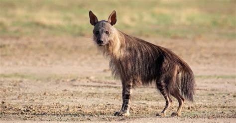 Brown Hyena - A-Z Animals